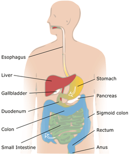 Digestive System - The Human Body